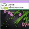 SAFLAX - Organic - Chives - 250 Seeds - Allium