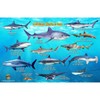 Frankos Caribbean Shark Identification Card 8.5 in by 5.5 in