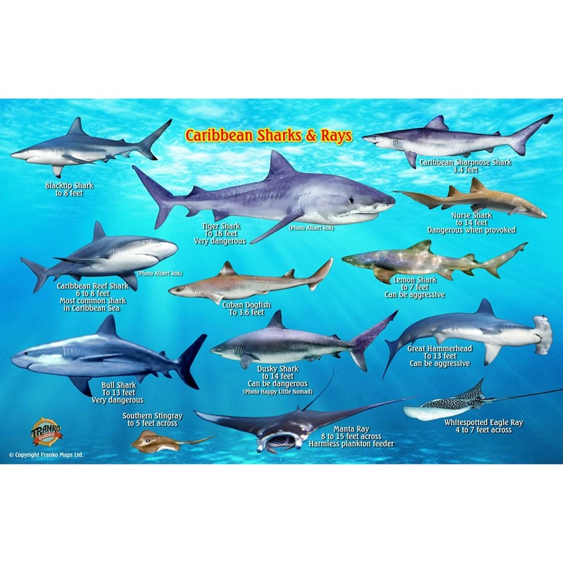 Frankos Caribbean Shark Identification Card 8.5 in by 5.5 in