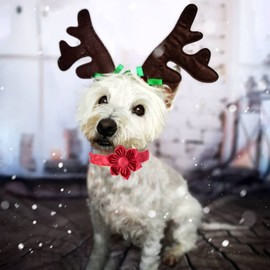 Elegant little tail Christmas Dog Collar, Female or Male Dog Collar Flower, Pet Collar Adjustable Dog Collars with Flower for Small Medium Large Dogs