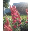 RAISE ME UP: Seeds Red Lark Larkspur Giant Delphinium Annual