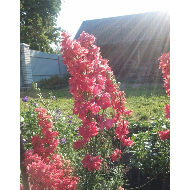 RAISE ME UP: Seeds Red Lark Larkspur Giant Delphinium Annual