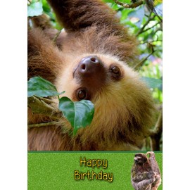 Sloth Wild Animal Birthday Card
