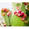 ARGAND'OR Cactus Fein Kernel Oil 20 ml – Comparison Winner