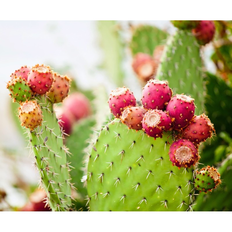 ARGAND'OR Cactus Fein Kernel Oil 20 ml – Comparison Winner