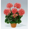 Freshcuts Geranium Salmon-Pink upright type FIVE cuttings to root Pelargonium