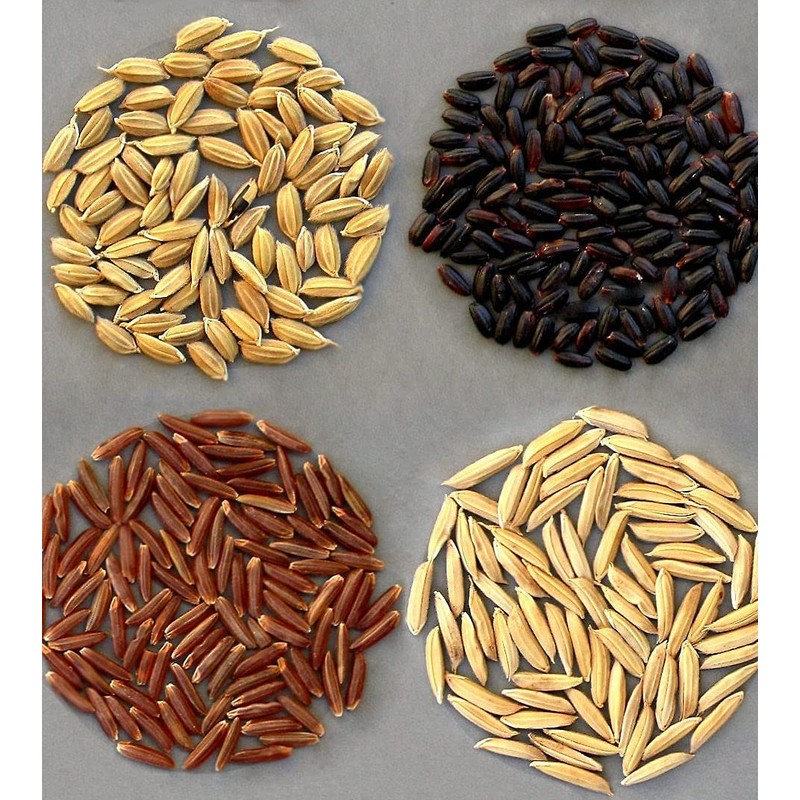 Red Rice - Pacifico Crespi - Piemonte, Italy - 1.1