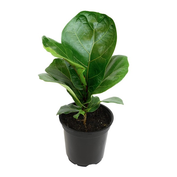Ficus Lyrata Fiddle Leaf Fig Plant, House Plants Indoors Live