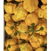 Superhot Seeds 50+ Random SUPERHOT Pepper Seeds. Over 20 Different