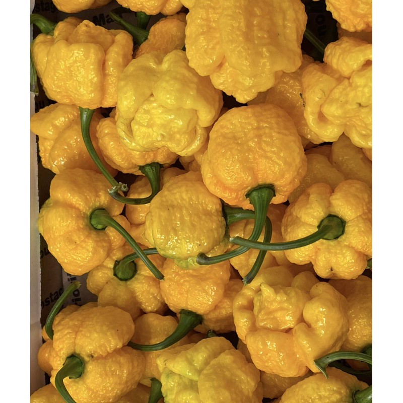 Superhot Seeds 50+ Random SUPERHOT Pepper Seeds. Over 20 Different