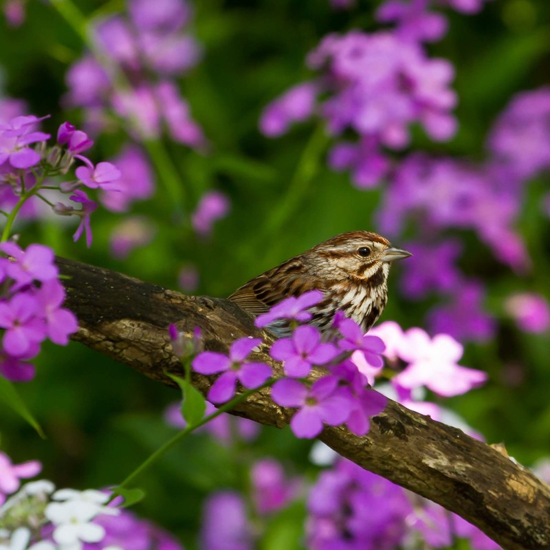 Outsidepride Dame's Rocket - 5000 Seeds