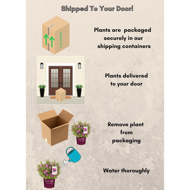 2 Gallon Encore Azalea Autumn Amethyst Shrub