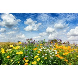 Serendipity's Perennial Flower Garden Mix -Color! 250 Seeds Starter Pack