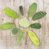 Opuntia pad 9 Assorted cuttings Cacti Cactus Succulent Real Live