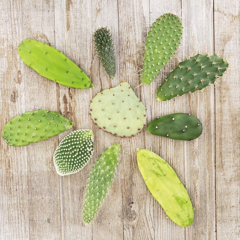 Opuntia pad 9 Assorted cuttings Cacti Cactus Succulent Real Live