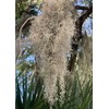 Live Spanish Moss, Live French Moss in 1-2 Gallon Box