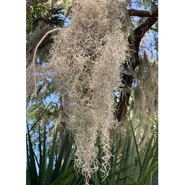 Live Spanish Moss, Live French Moss in 1-2 Gallon Box