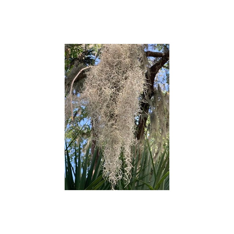 Live Spanish Moss, Live French Moss in 1-2 Gallon Box