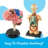 Learning Resources Anatomy Models Bundle Set - Skeleton and Physiology,