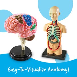 Learning Resources Anatomy Models Bundle Set - Skeleton and Physiology, Human Body Model , Science Classroom Must Haves, Biology Teacher Supplies, Interactive Homeschool Projects, Montessori