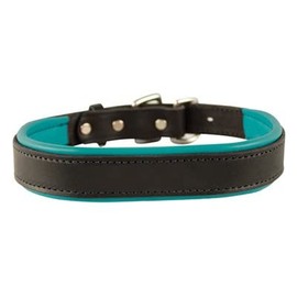 Perri's Padded Leather Dog Collar, Black/Turquoise, Medium/1" x 21" - fitting dogs with 12 - 16" necks