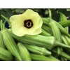 HSC Okra Seeds | Clemson Spineless | Non-GMO-Heirlo - 100+