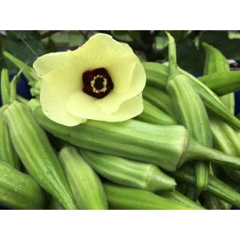 HSC Okra Seeds | Clemson Spineless | Non-GMO-Heirlo - 100+