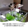 Lyyxjsltd 2pcs Fishing Sun Aquarium Ornament Aquarium Object Cute Cat