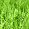 Annual RyeGrass Seed by Eretz - Willamette Valley, Oregon Grown.