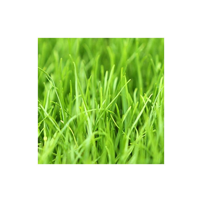 Annual RyeGrass Seed by Eretz - Willamette Valley, Oregon Grown.