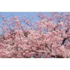 Live Akebono Cherry Blossom Tree (6''-10'' Tall) - Cherry Blossom