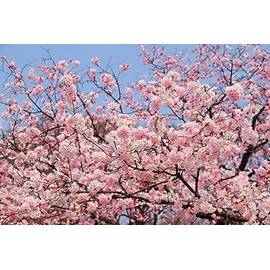 Live Akebono Cherry Blossom Tree (6''-10'' Tall) - Cherry Blossom for Gardening - Not Ship AZ & CA
