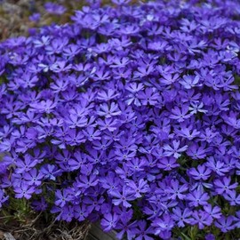 50 Violet Pinwheel Phlox Seeds Flower Perennial Seed Flowers Butterfly Perennial Flower Garden Seed Flowers Seed Flower