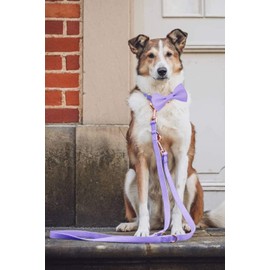 Soft Leather Bowtie Dog Collar - Adjustable Cute Bow Tie Collar [Easy to Clean] with Stylish Rose Gold Heavy Duty Metal Buckle for Small Medium Large Dogs - Durable & Comfortable M,Purple