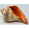Atlantic Whelk Sea Shell | Florida Left Whelk | Large