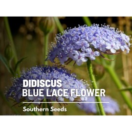 Southern Seeds Didiscus, Blue Lace Flower (Didiscus caeruleus) - 50 Seeds - Heirloom