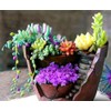 Succulents Mix Rare Plant Exotic Cactus Flower Succulents 200 Seeds