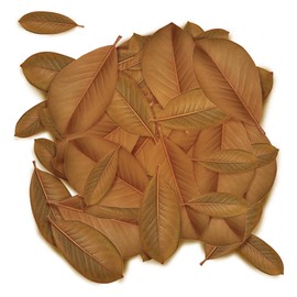 JOR Magnolia Leaf Litter for Frogs, Mini Adventure & Hideaway Place, Breeding Ground, Terrarium Bed and Decor, Skin Shedding Assistant, 8” Each, 30 Leaves per Pack   