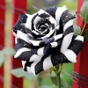 ZEshops 20pcs Rare Black & White Rose Seeds Non GMO