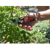 Garten Primus 01020 Secateurs, Rose Shears, Vine Shears, Women's Shears,