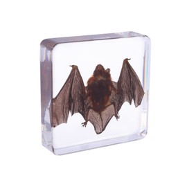 Taxidermy Bat, Real Bat Taxidermy Animals in Resin, Oddities Taxidermy, Resin Bat Taxidermy for Science Classroom Specimens Education, Great Gift for Taxidermy, Bat Decor, Oddities (3 * 3 * 0.8Inch)