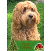 Cockapoo Dog Christmas Card 'Happy Christmas' - Special Animal Xmas
