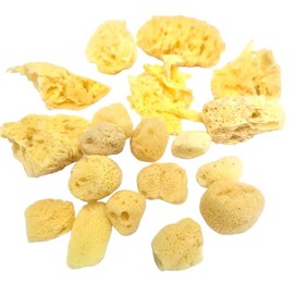 Natural Sea Sponges - Assorted Sizes 20pc Value Pack for Artists & Crafters Great for Painting, Hobbies, Art, Effects, Ceramics, Clay, Pottery (Pack of 20)