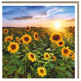 Tracks Publishing Birthday/Blank Greeting Card - Blank Card for Men/Women with Floral Sunflower Field at Sunrise Design - General Card Suitable for Any Occasion