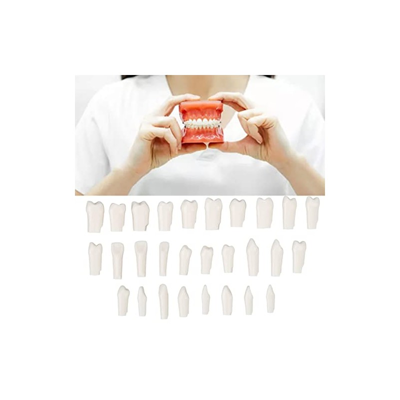 28 Piezas de Dientes Extraíbles, Diseño Extraíble de Plástico Duradero,