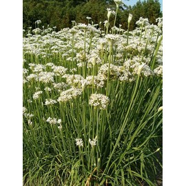 500 Garlic Chives Seeds Heirloom - Non-GMO - Always Fresh Seeds! - Planting Seeds for Home Vegetable & Herb Garden