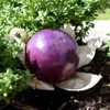 Seeds Purple Physalis Vegetable Heirloom for Planting Non GMO