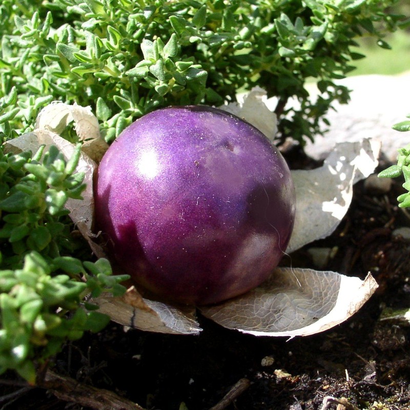 Seeds Purple Physalis Vegetable Heirloom for Planting Non GMO
