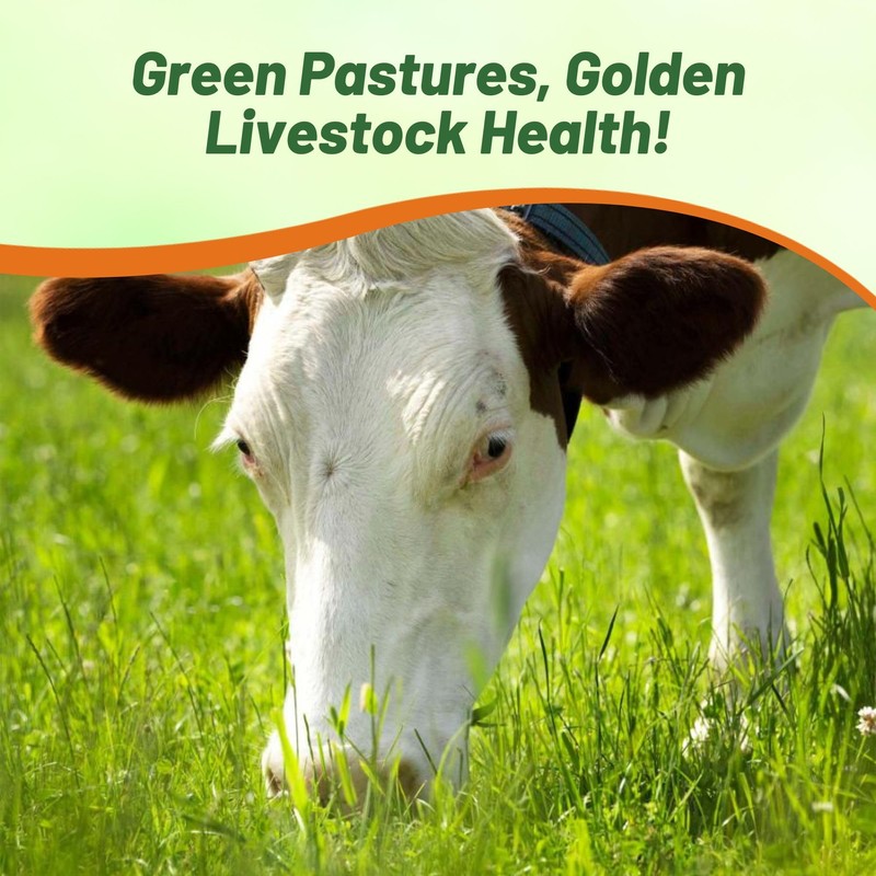 Outsidepride Great Gains Seeds - 25 lb. Perennial, Drought &