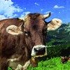 20 Napkins Cow in the Mountains / Animals / Animal Motif / Bavaria 33 x 33 cm